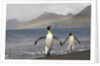 Rainbow and King Penguins on South Georgia Island by Anonymous