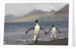 Rainbow and King Penguins on South Georgia Island by Anonymous