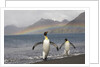 Rainbow and King Penguins on South Georgia Island by Anonymous