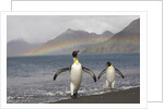 Rainbow and King Penguins on South Georgia Island by Anonymous