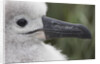 Gray-Headed Albatross Chick on South Georgia Island by Anonymous