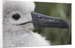 Gray-Headed Albatross Chick on South Georgia Island by Anonymous