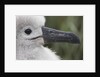 Gray-Headed Albatross Chick on South Georgia Island by Anonymous