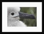 Gray-Headed Albatross Chick on South Georgia Island by Anonymous