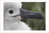 Gray-Headed Albatross Chick on South Georgia Island by Anonymous