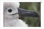 Gray-Headed Albatross Chick on South Georgia Island by Anonymous