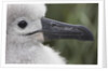 Gray-Headed Albatross Chick on South Georgia Island by Anonymous