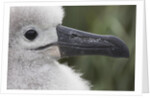 Gray-Headed Albatross Chick on South Georgia Island by Anonymous