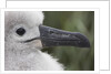 Gray-Headed Albatross Chick on South Georgia Island by Anonymous