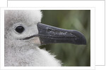 Gray-Headed Albatross Chick on South Georgia Island by Anonymous