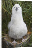 Gray-headed Albatross Chick on South Georgia Island by Anonymous