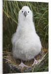 Gray-headed Albatross Chick on South Georgia Island by Anonymous