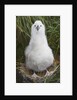 Gray-headed Albatross Chick on South Georgia Island by Anonymous
