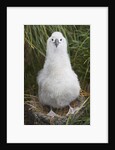 Gray-headed Albatross Chick on South Georgia Island by Anonymous