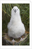 Gray-headed Albatross Chick on South Georgia Island by Anonymous