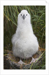 Gray-headed Albatross Chick on South Georgia Island by Anonymous