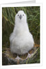 Gray-headed Albatross Chick on South Georgia Island by Anonymous