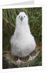 Gray-headed Albatross Chick on South Georgia Island by Anonymous