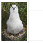 Gray-headed Albatross Chick on South Georgia Island by Anonymous