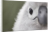 Gray-Headed Albatross Chick on South Georgia Island by Anonymous