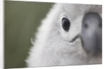 Gray-Headed Albatross Chick on South Georgia Island by Anonymous