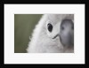 Gray-Headed Albatross Chick on South Georgia Island by Anonymous