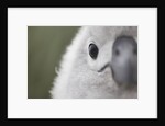 Gray-Headed Albatross Chick on South Georgia Island by Anonymous