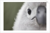Gray-Headed Albatross Chick on South Georgia Island by Anonymous