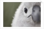 Gray-Headed Albatross Chick on South Georgia Island by Anonymous
