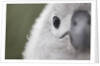 Gray-Headed Albatross Chick on South Georgia Island by Anonymous