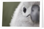 Gray-Headed Albatross Chick on South Georgia Island by Anonymous