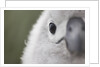 Gray-Headed Albatross Chick on South Georgia Island by Anonymous