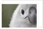 Gray-Headed Albatross Chick on South Georgia Island by Anonymous