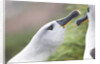 Courtship of Gray-Headed Albatrosses on South Georgia Island by Anonymous