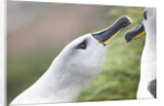 Courtship of Gray-Headed Albatrosses on South Georgia Island by Anonymous