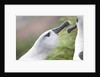 Courtship of Gray-Headed Albatrosses on South Georgia Island by Anonymous