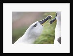 Courtship of Gray-Headed Albatrosses on South Georgia Island by Anonymous
