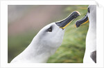 Courtship of Gray-Headed Albatrosses on South Georgia Island by Anonymous