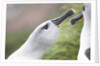 Courtship of Gray-Headed Albatrosses on South Georgia Island by Anonymous