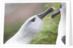 Courtship of Gray-Headed Albatrosses on South Georgia Island by Anonymous