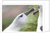 Courtship of Gray-Headed Albatrosses on South Georgia Island by Anonymous