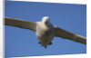 Wandering Albatross in Flight at South Georgia Island by Anonymous