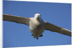 Wandering Albatross in Flight at South Georgia Island by Anonymous