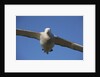 Wandering Albatross in Flight at South Georgia Island by Anonymous