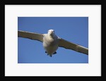 Wandering Albatross in Flight at South Georgia Island by Anonymous