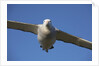 Wandering Albatross in Flight at South Georgia Island by Anonymous