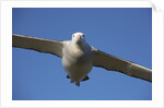 Wandering Albatross in Flight at South Georgia Island by Anonymous