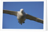 Wandering Albatross in Flight at South Georgia Island by Anonymous