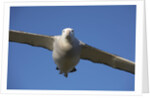 Wandering Albatross in Flight at South Georgia Island by Anonymous