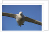 Wandering Albatross in Flight at South Georgia Island by Anonymous
